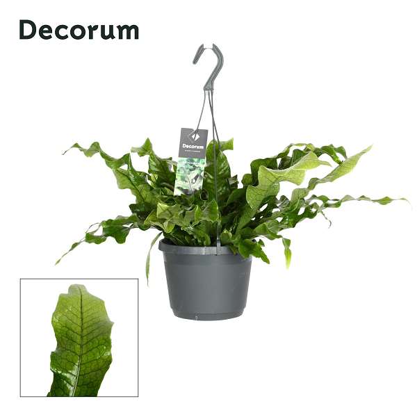 Picture of Microsorium crocodyllus