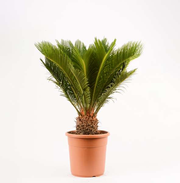 Picture of CYCAS REVOLUTA 24CM