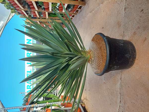 Picture of YUCCA GLORIOSA LONE STAR C35L