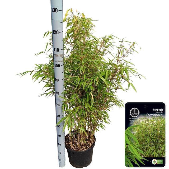 Picture of Fargesia robusta formidable