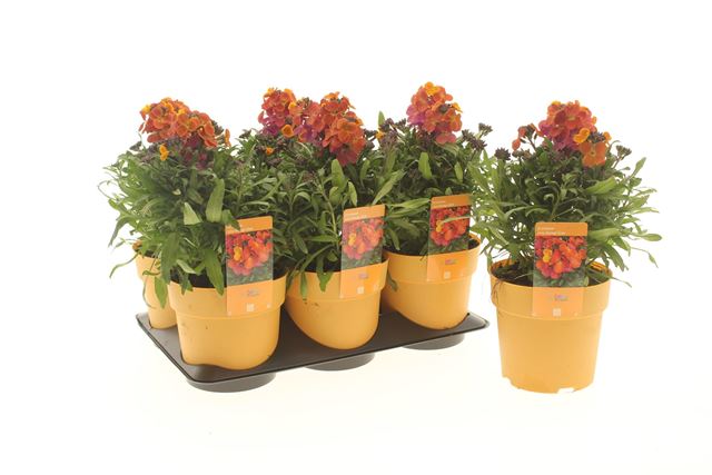 Picture of Erysimum orange glow