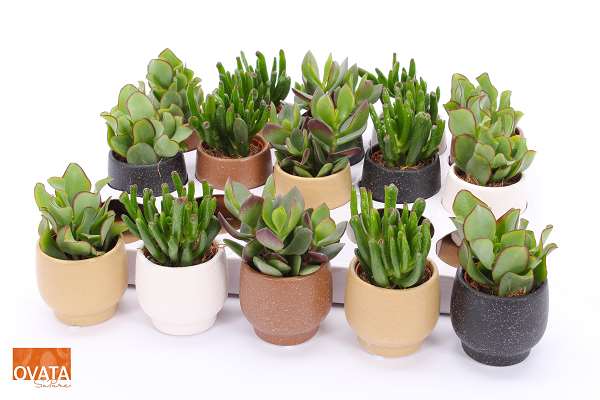 Picture of CRASSULA MIX IN CERAMIC POT