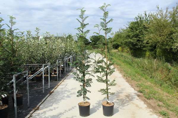 Picture of SORBUS AUC. SHEERWATER SEEDLING