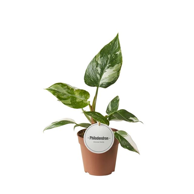 Picture of PHILODENDRON ERUBESCENS WHITE PRINCESS