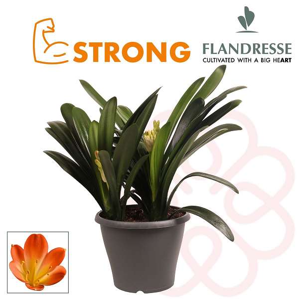 Picture of CLIVIA STRONG TRIPLE