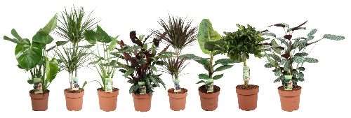 Picture of FOLIAGE MIX BUDGET