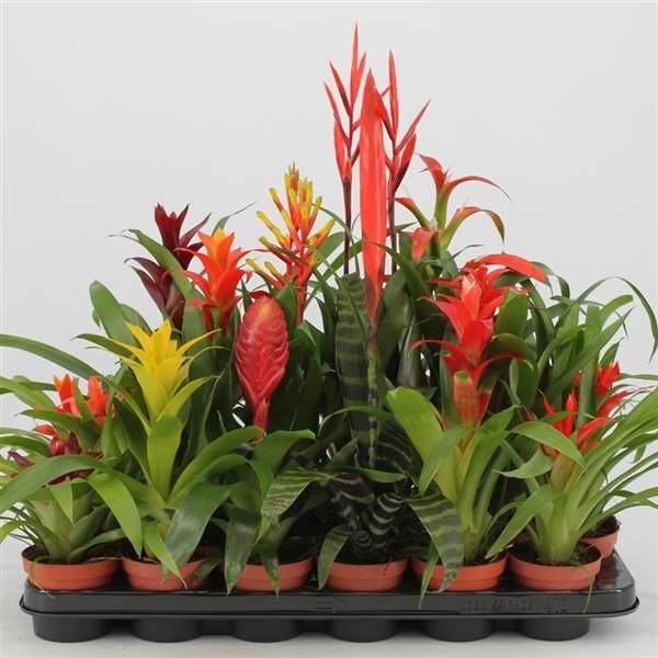 Picture of BROMELIA MIX