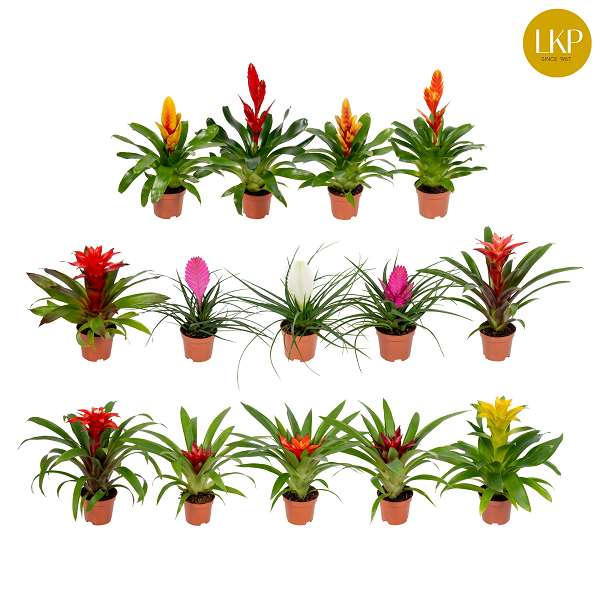 Picture of BROMELIA MIX