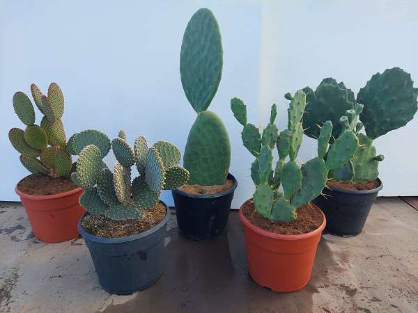 Picture of OPUNTIA MIX C12L