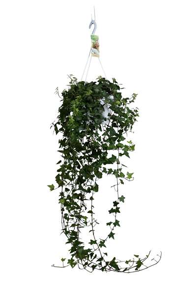 Picture of Hedera helix anna hanging basket