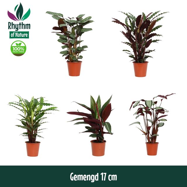Picture of Calathea mix