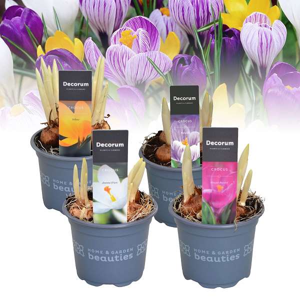 Picture of CROCUS MIX