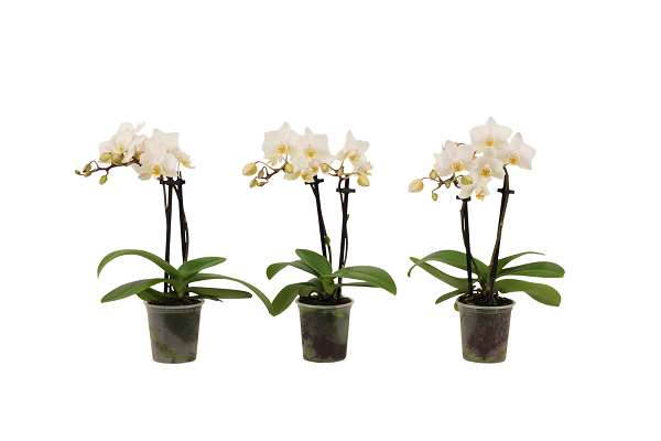 Picture of Phalaenopsis 02-stem mini white