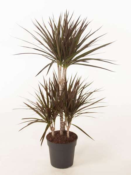 Picture of DRACAENA MARGINATA MAGENTA 045+/15+/15+/15+