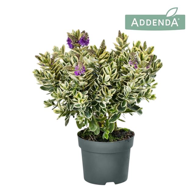 Picture of HEBE/VERONICA ADDENDA VARIEGATED KATRINA