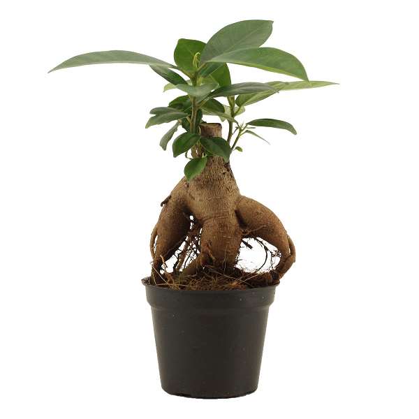 Picture of FICUS MICROCARPA GINSENG