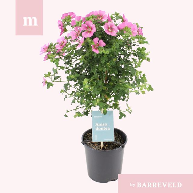 Picture of Anisodontea elegans princess on stem