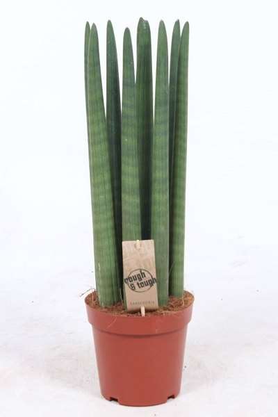 Picture of SANSEVIERIA CYLINDRICA STRAIGHT