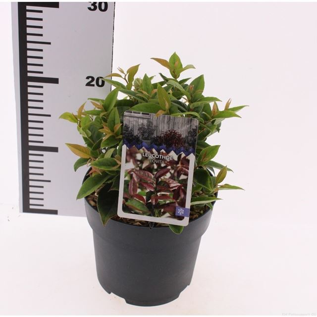 Picture of Leucothoe fontanesiana lovita