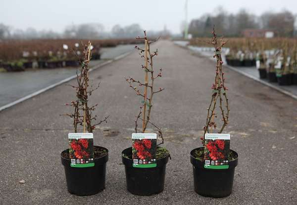 Picture of Chaenomeles superba clementine
