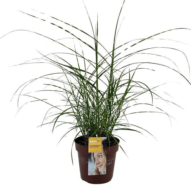 Picture of Miscanthus sinensis little zebra