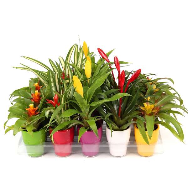 Picture of BROMELIA MIX IN BUTTERFLY POT