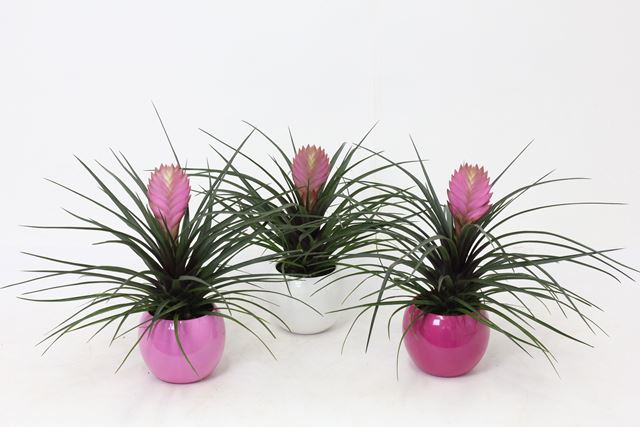 Picture of Tillandsia cyanea in lisa ceramic