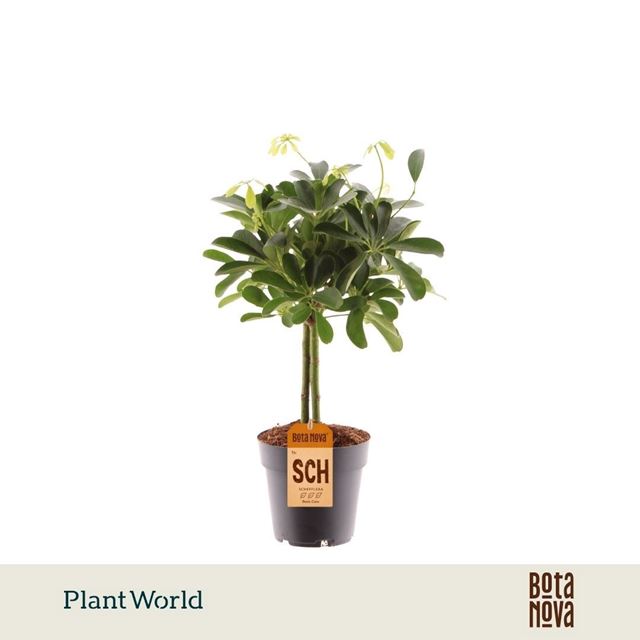 Picture of Schefflera arboricola nora on stem