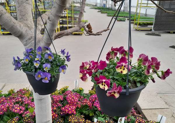 Picture of Viola coolwave suspension