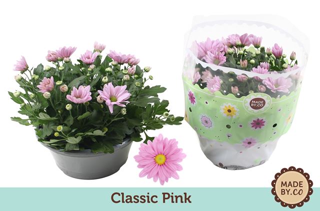 Picture of Chrysanthemum indicum bowl pink