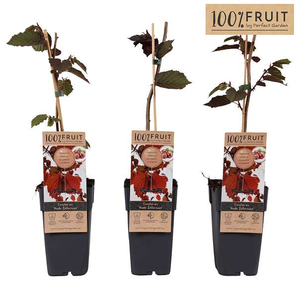 Picture of Corylus roder zellernoot