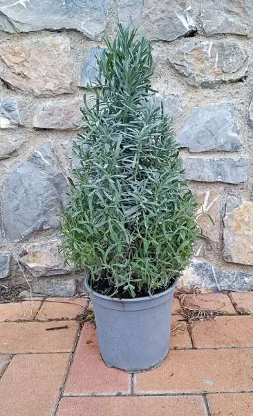 Picture of Lavandula angustifolia officinalis pyramid