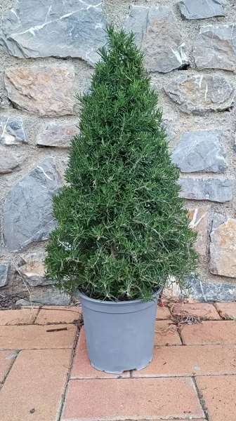 Picture of Salvia rosmarinus officinalis pyramid