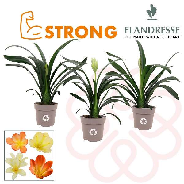 Picture of CLIVIA STRONG Mixed