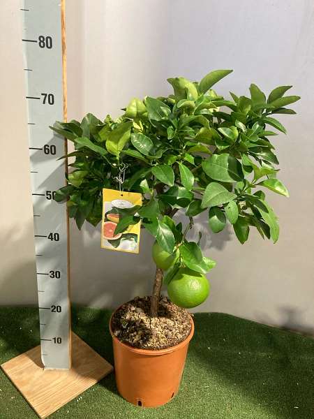 Picture of CITRUS AURANTIIFOLIA RED LIME ON STEM
