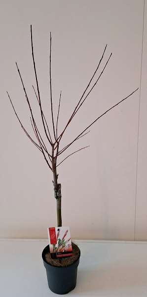 Picture of SALIX INTEGRA FLAMINGO ON STEM