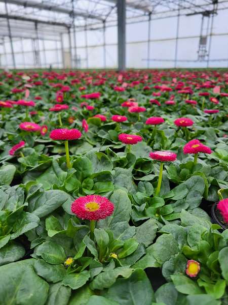 Picture of Bellis perennis rose