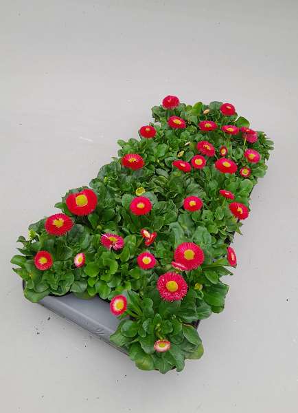Picture of Bellis perennis rose