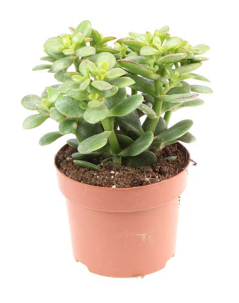 Picture of Crassula ovata minor