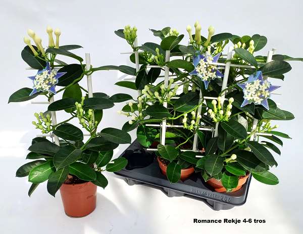 Picture of STEPHANOTIS ON FRAME