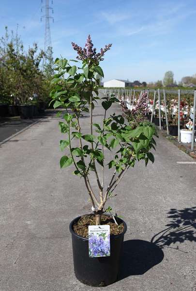Picture of Syringa vulgaris president grevy