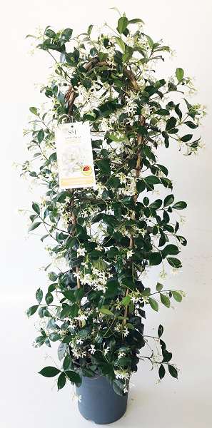 Picture of TRACHELOSPERMUM JASMINOIDES DOUBLE ARCEAU P23CM