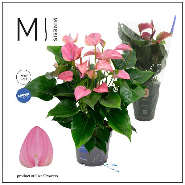 Picture of Anthurium karma joli