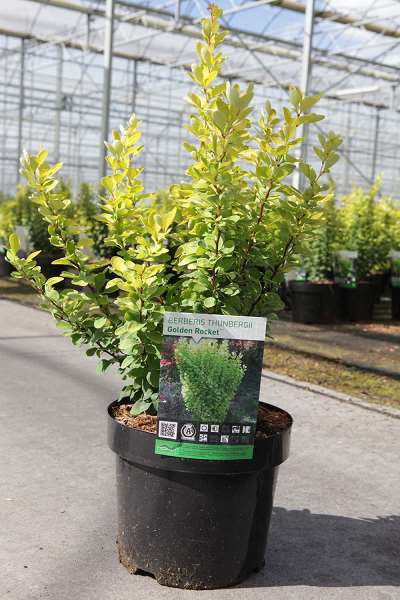 Picture of BERBERIS THUNB. GOLDEN ROCKET