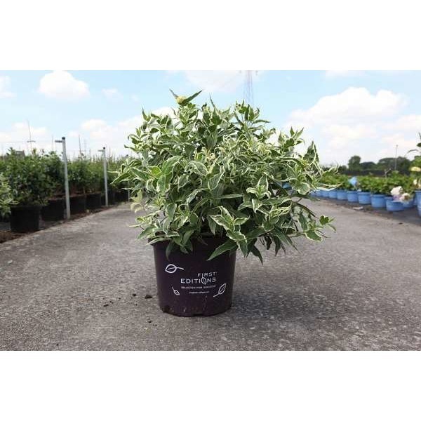 Picture of DIERVILLA SESSIFOLIA COOL SPLASH