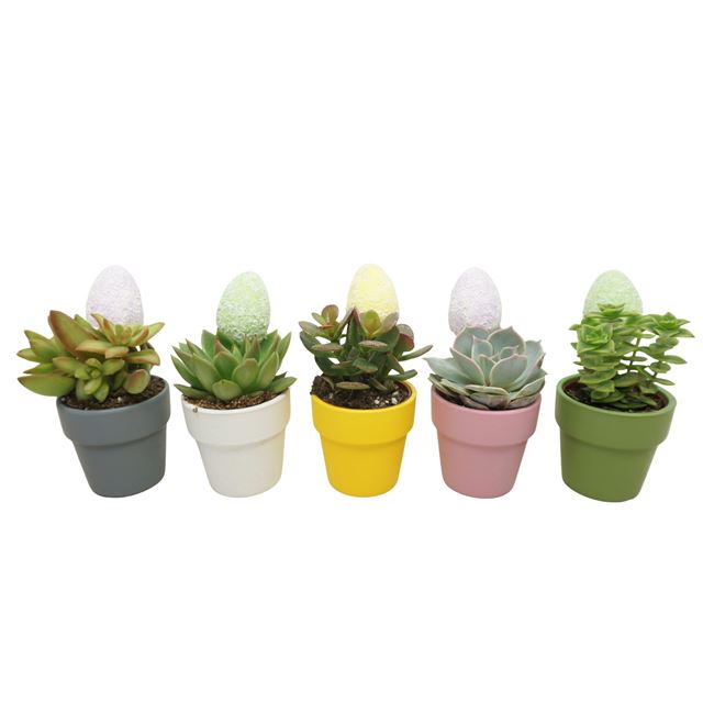 Picture of Succulent mix easter in ceramic