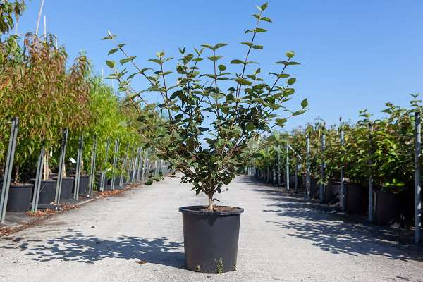 Picture of Viburnum carlcephalum