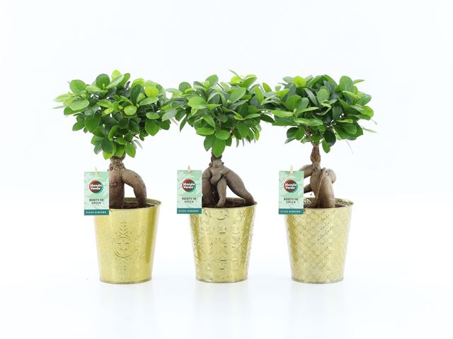Picture of FICUS MICROCARPA GINSENG IN GOLDEN CERAMIC