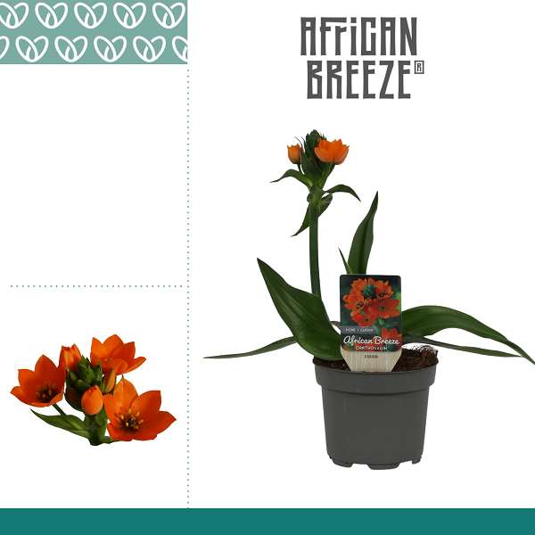 Picture of Ornithogalum dubium orange