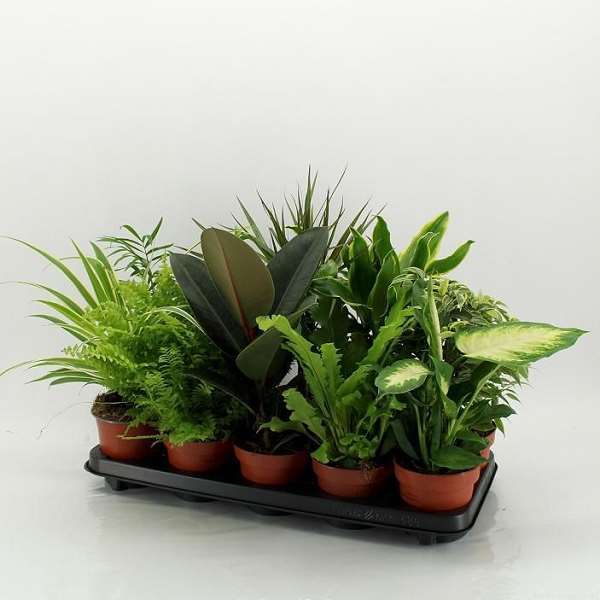 Picture of Foliage mix